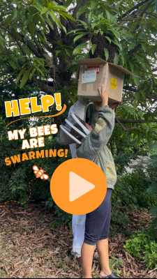 The Bees Swarmed